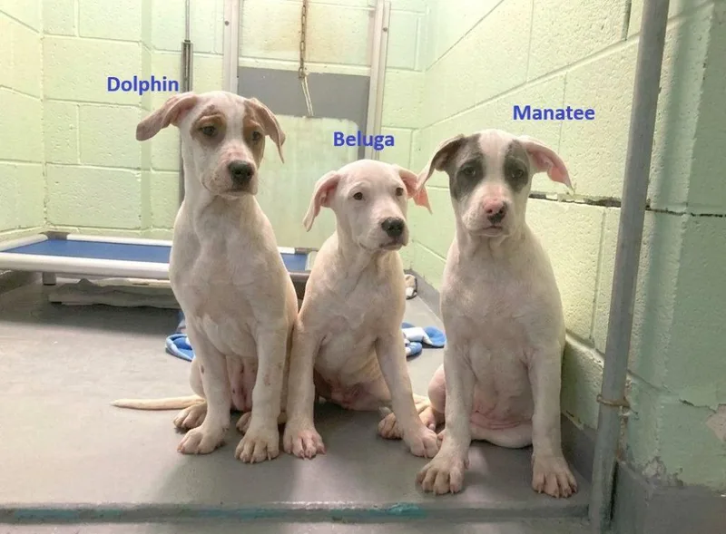 A baby small-sized female Mixed Breed dog named Beluga for adoption in Durham, NC