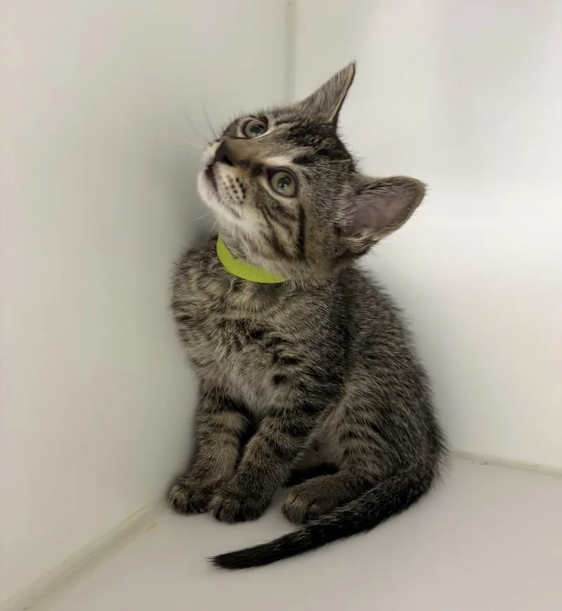 A baby small-sized male Brown / Chocolate Domestic Short Hair cat named Freddie for adoption in Rochester, IN