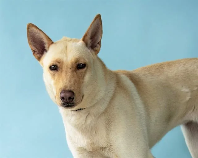 A young medium-sized female Husky dog named Moon for adoption in Baldwin Park, CA
