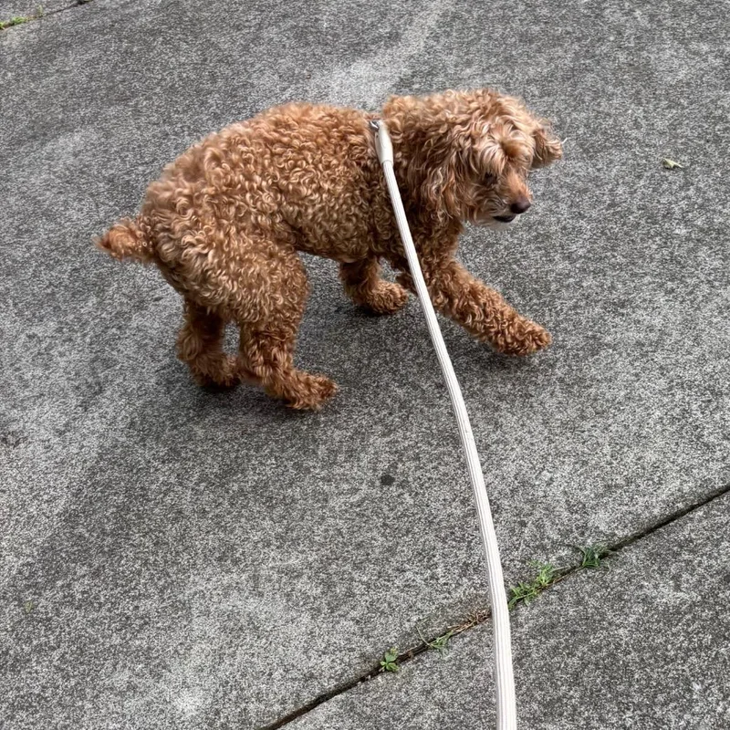 Chloe Cockapoo
