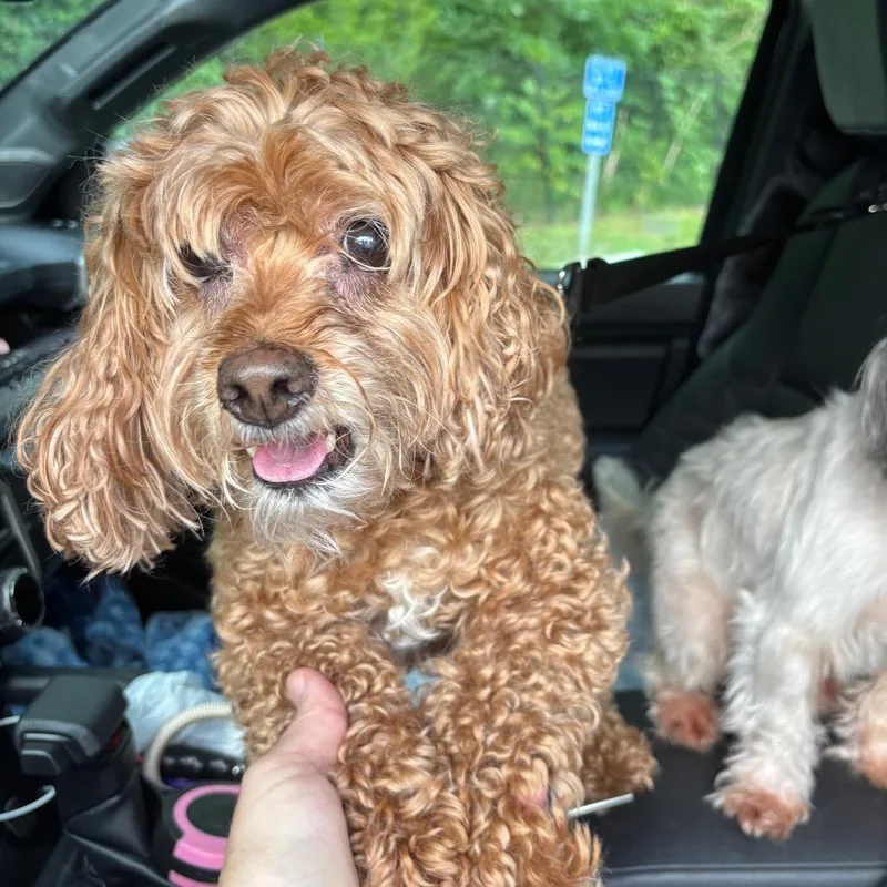 Chloe Cockapoo thumbnail 2