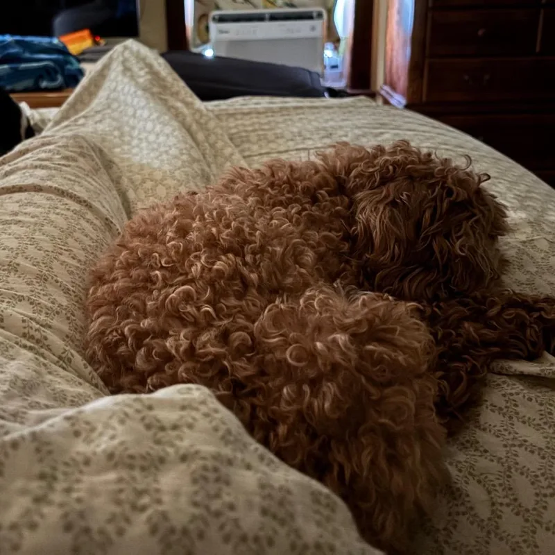 Chloe Cockapoo thumbnail 3
