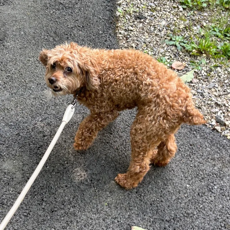 Chloe Cockapoo thumbnail 4
