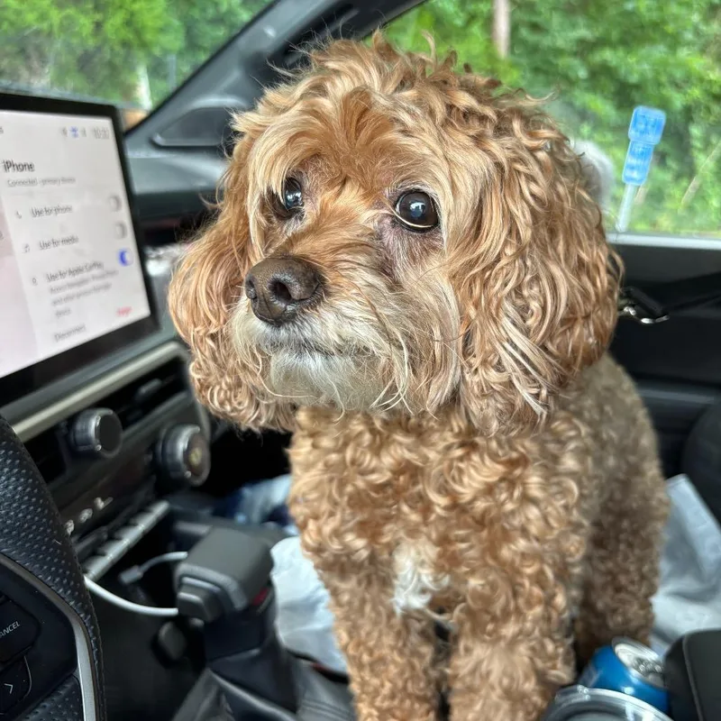 Chloe Cockapoo thumbnail 5