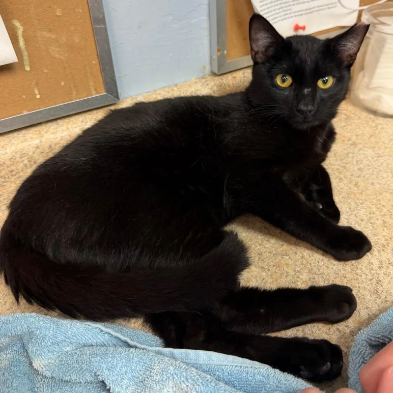 A young medium-sized male Black Domestic Short Hair cat named Creaks for adoption in Easton, PA