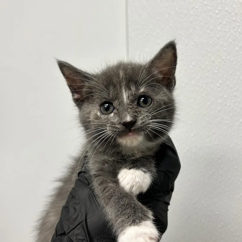 A baby small-sized female Tortoiseshell Domestic Short Hair cat named Estelle for adoption in Abilene, TX