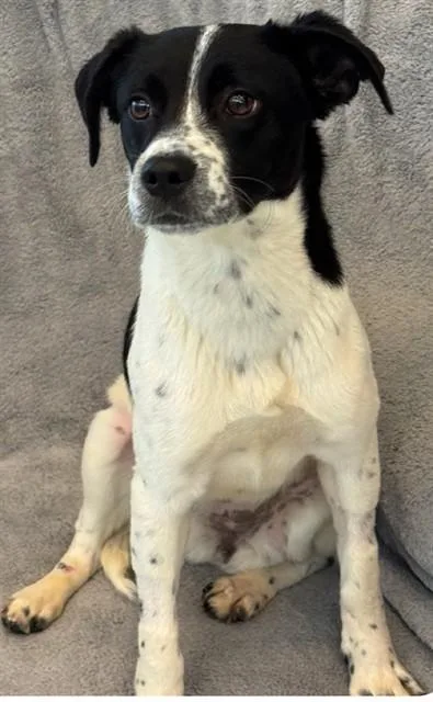 A young medium-sized female Toy Fox Terrier dog named Penelope for adoption in Forney, TX