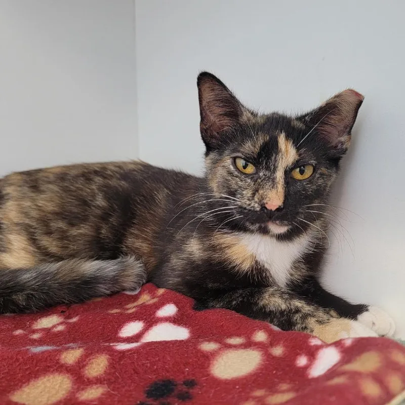 A young medium-sized female Calico Domestic Short Hair cat named Josephina for adoption in Port Richey, FL