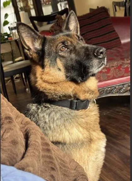 Maximillion Optimus Prime