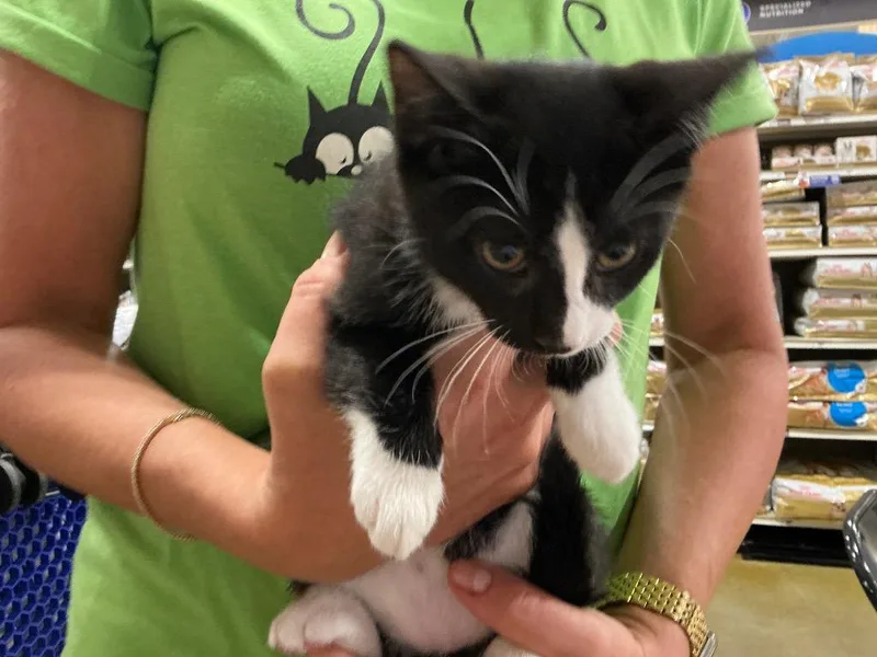 A baby medium-sized female Black & White / Tuxedo Domestic Short Hair cat named Stevie for adoption in Shawnee, KS