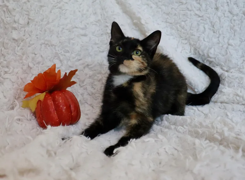 Brownie thumbnail 2