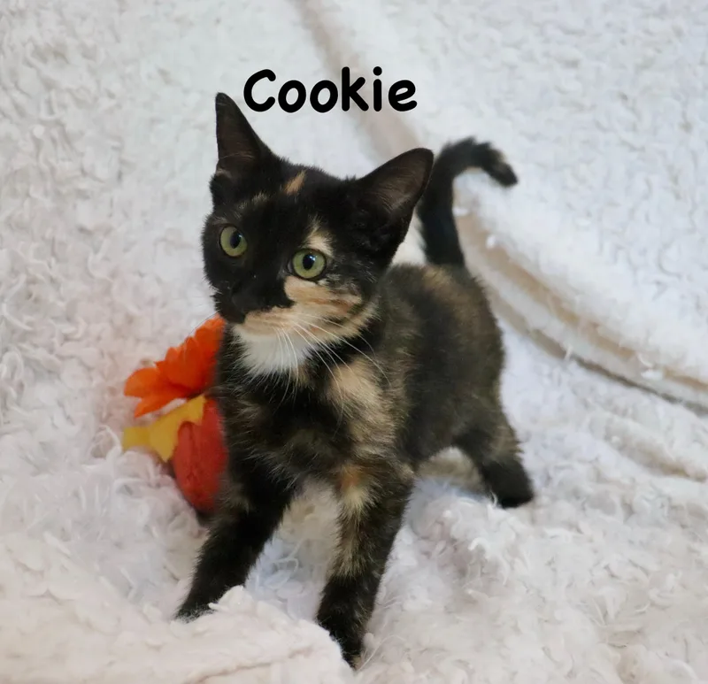 Brownie thumbnail 4