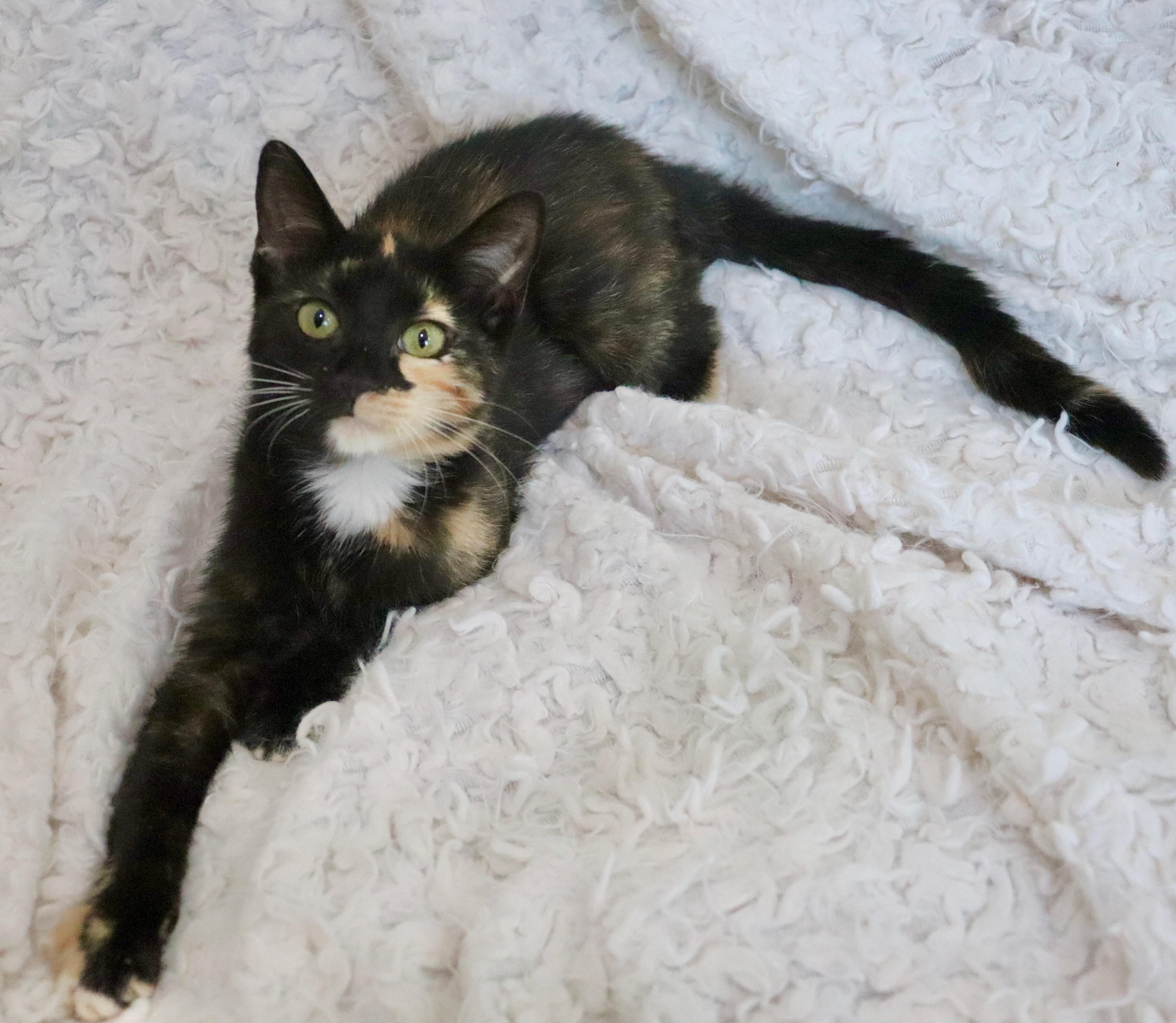 Brownie thumbnail 5