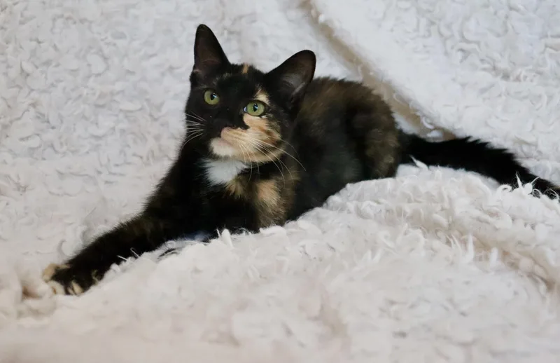 Brownie thumbnail 6