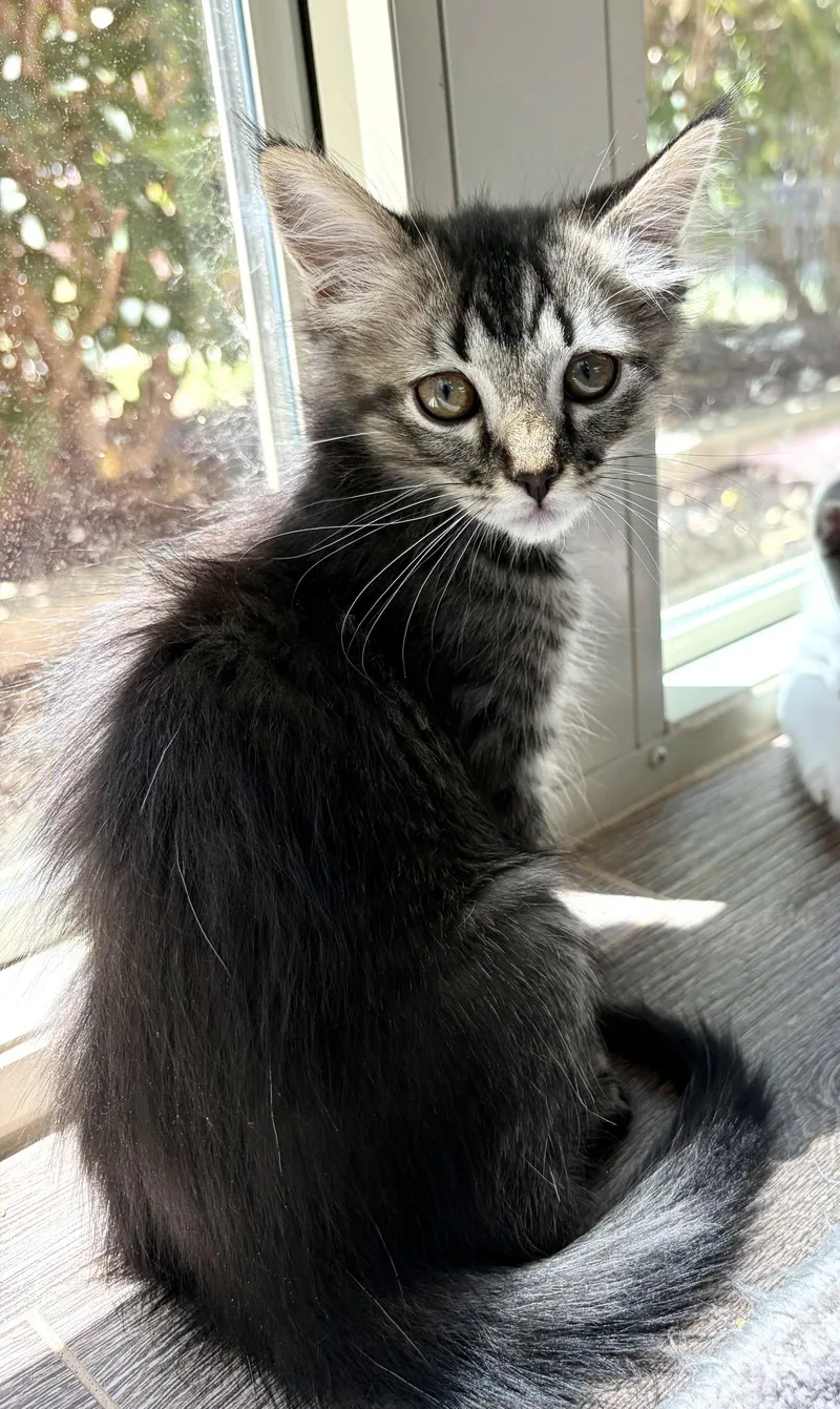 A baby medium-sized female Tabby cat named Laguna for adoption in Plano, TX