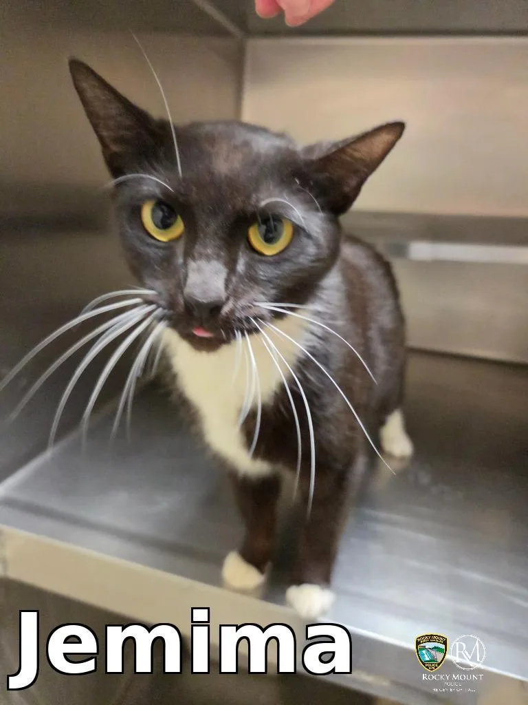 A young small-sized male Domestic Short Hair cat named Jemima for adoption in Rocky Mount, NC