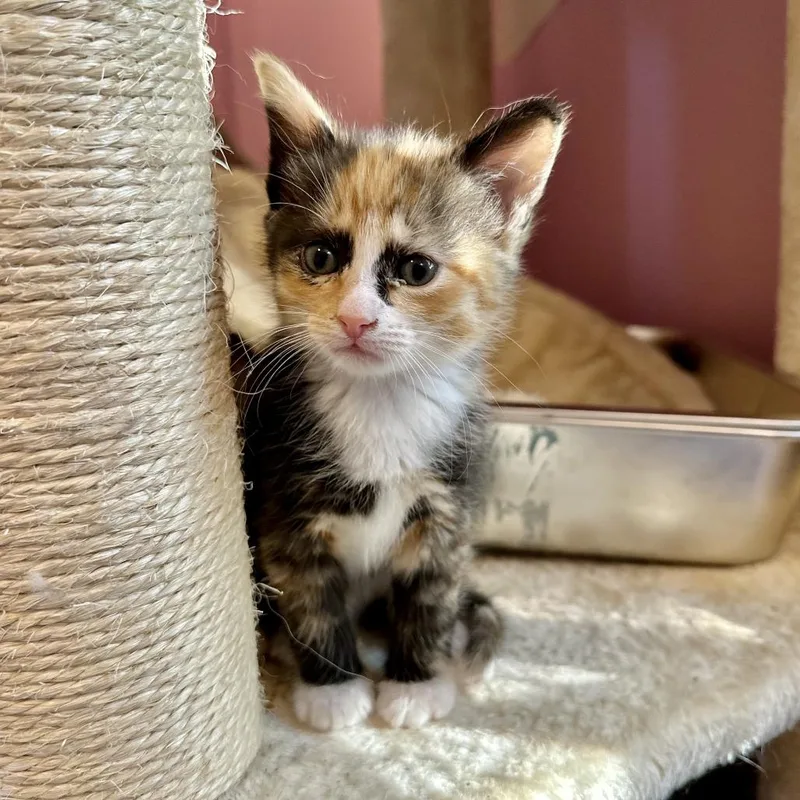 A baby small-sized female Calico Domestic Short Hair cat named Girl Friday for adoption in Fairfax Station, VA
