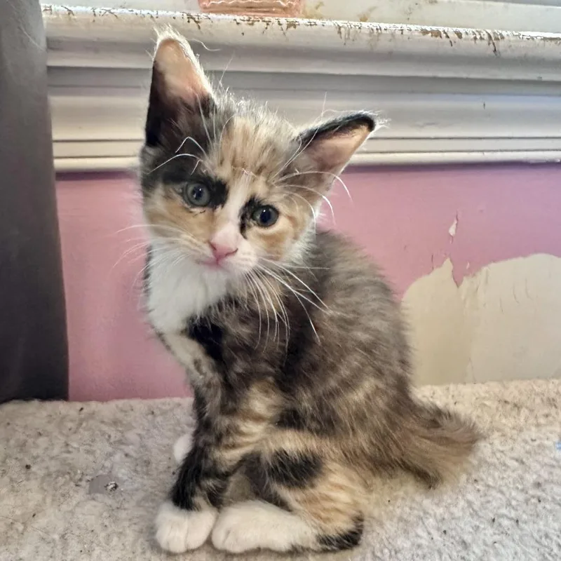 Girl Friday thumbnail 2