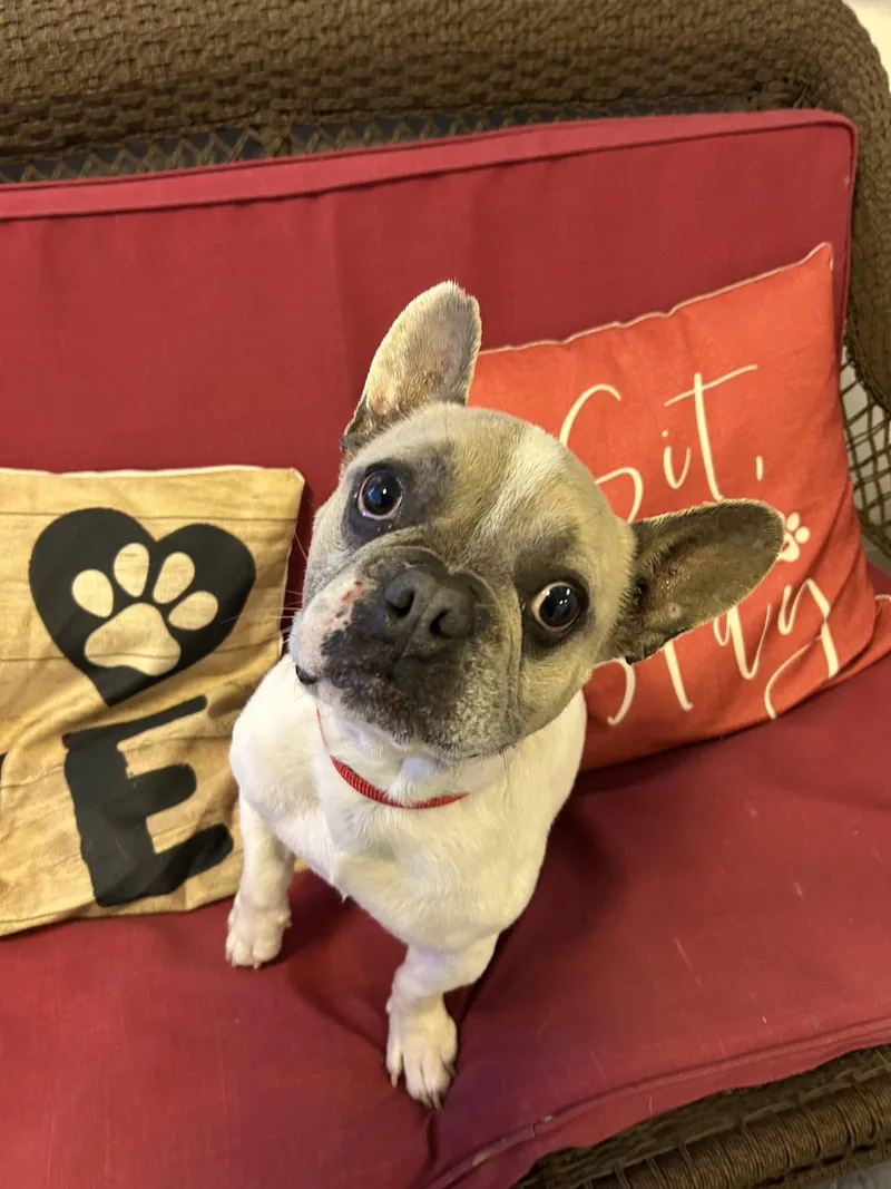 An adult medium-sized male French Bulldog dog named Duckie for adoption in Steeleville, IL