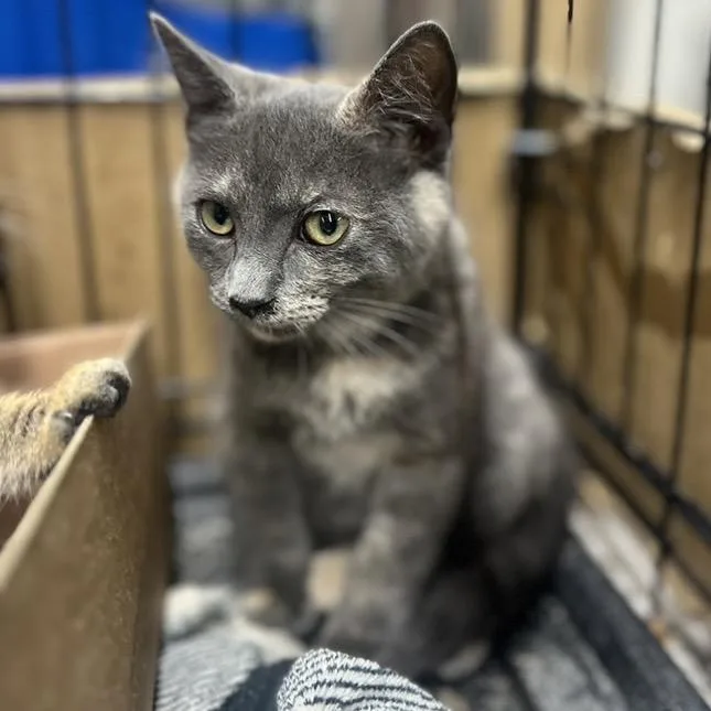 A baby small-sized female Gray / Blue / Silver Domestic Short Hair cat named Chloe for adoption in Eureka Springs, AR