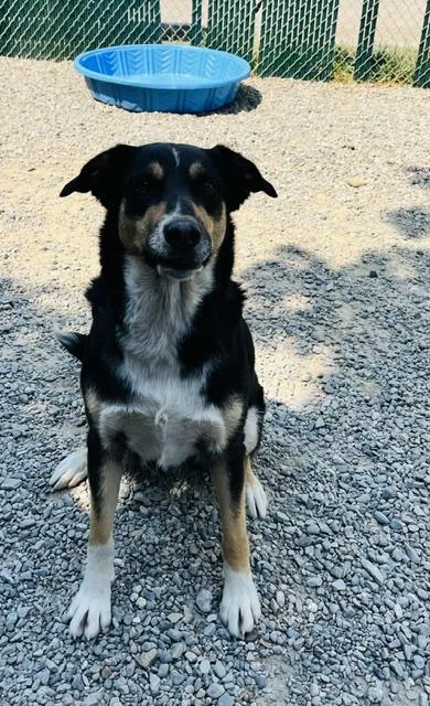 An adult large-sized female Shepherd dog named Berti for adoption in Kellogg, ID