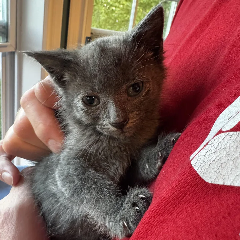 A baby medium-sized female Gray / Blue / Silver Domestic Short Hair cat named Ursinua for adoption in Moriches, NY
