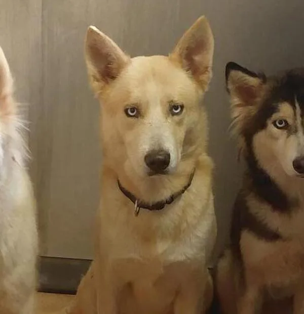 An adult large-sized male Siberian Husky dog named Manotas for adoption in San Diego, CA