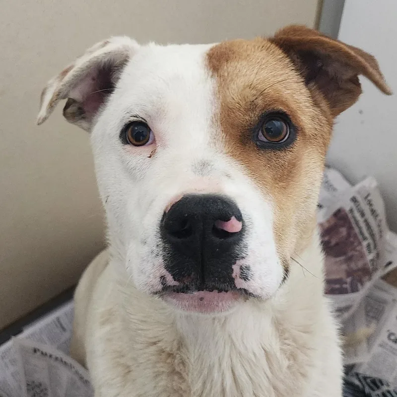 A young medium-sized male White / Cream Labrador Retriever dog named Jackson for adoption in Tama, IA
