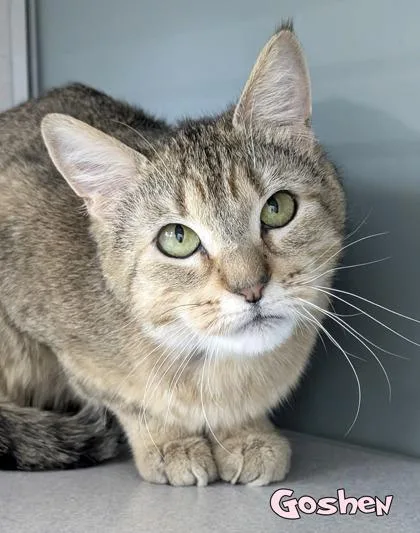 An adult medium-sized female Domestic Short Hair cat named Goshen for adoption in Mason, MI