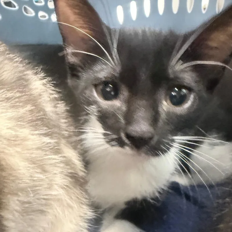 A baby small-sized female Black Domestic Short Hair cat named Frosted Flakes for adoption in Jupiter, FL
