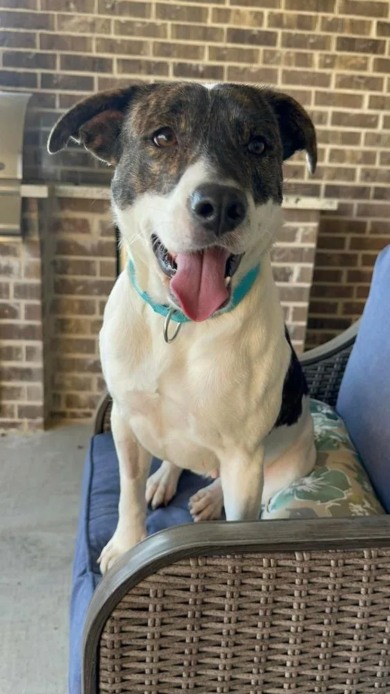 An adult medium-sized female Labrador Retriever dog named Brenda 💜a for adoption in Silsbee, TX