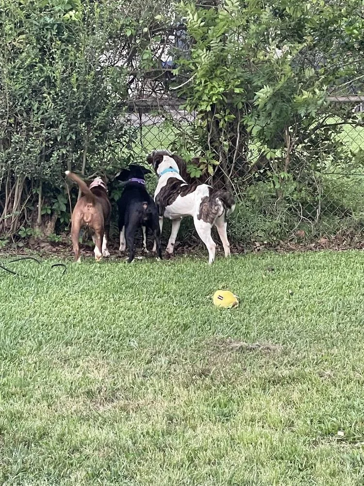 Brenda 💜a thumbnail 5