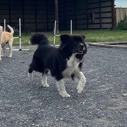 A senior medium-sized male Bicolor Australian Shepherd dog named Koda for adoption in Alexandria, VA
