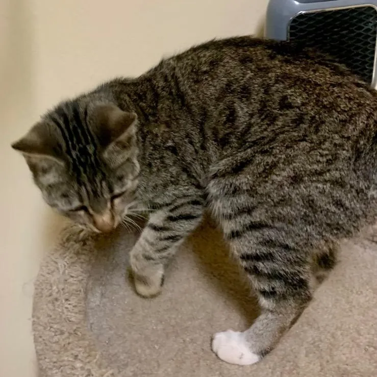A young medium-sized female Tabby cat named Jenny for adoption in Thayne, WY