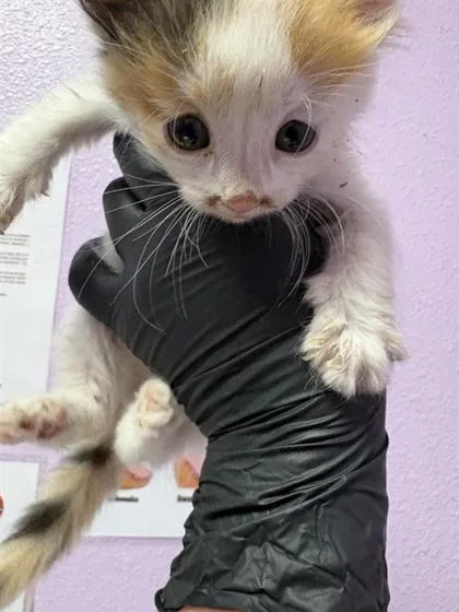 A baby small-sized female Orange / Red Domestic Short Hair cat named 60808636 for adoption in El Paso, TX