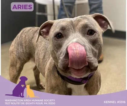 A young medium-sized male Brindle Pit Bull Terrier dog named Aries for adoption in Eighty Four, PA
