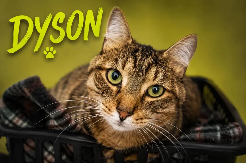 Dyson thumbnail 2