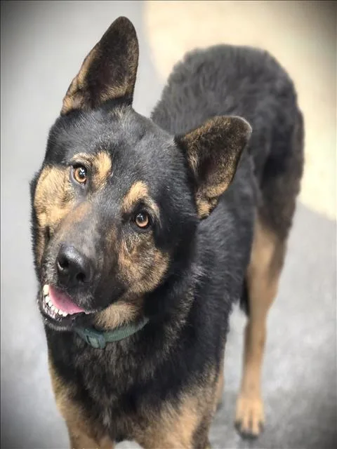 An adult large-sized male German Shepherd Dog dog named Bear for adoption in Los Angeles, CA