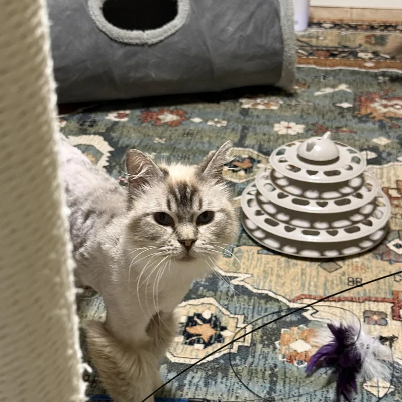 A young medium-sized female Ragdoll cat named Lady for adoption in queen creek, AZ