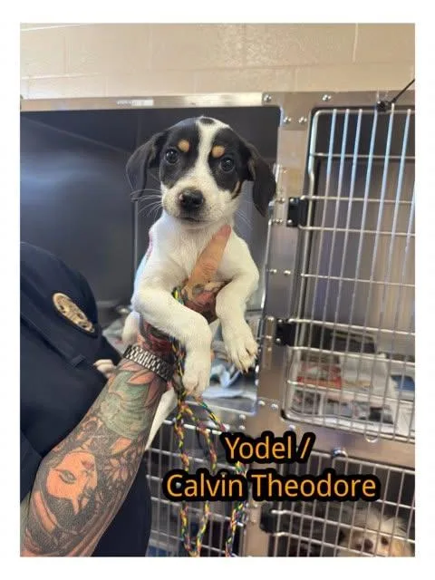 A baby small-sized male Beagle dog named Calvin Theodore for adoption in Alpharetta, GA