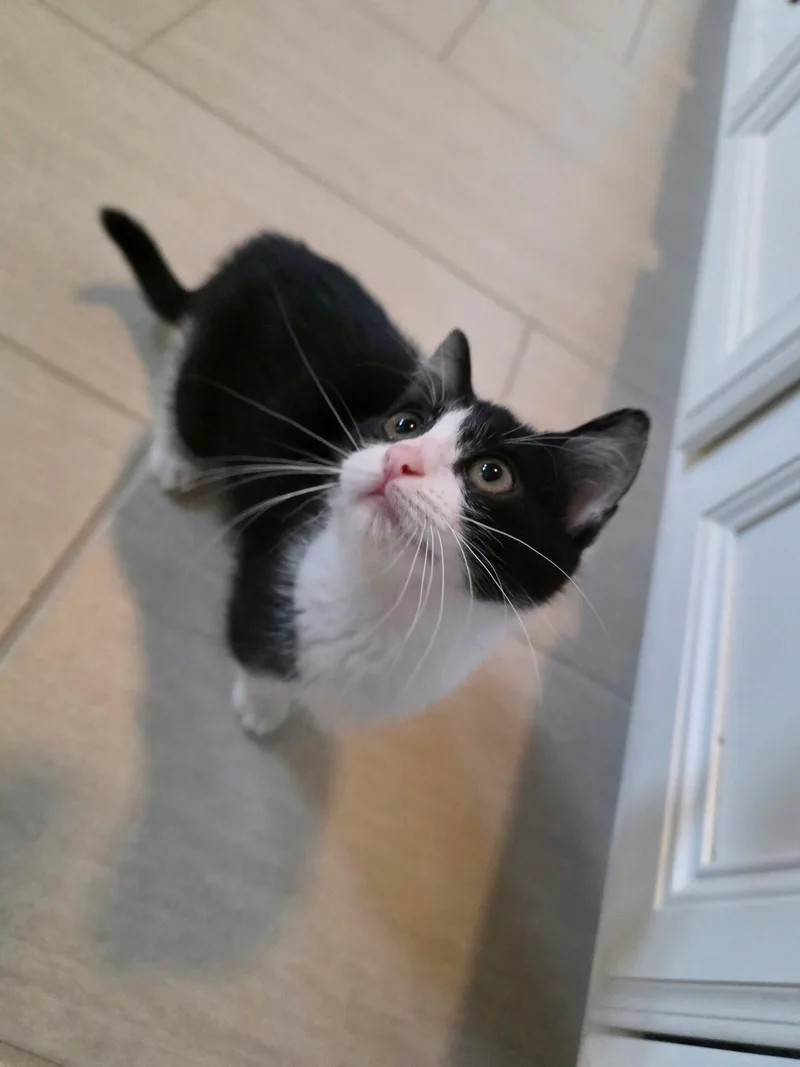 A baby medium-sized female Black & White / Tuxedo Domestic Short Hair cat named Gilly for adoption in Buford, GA