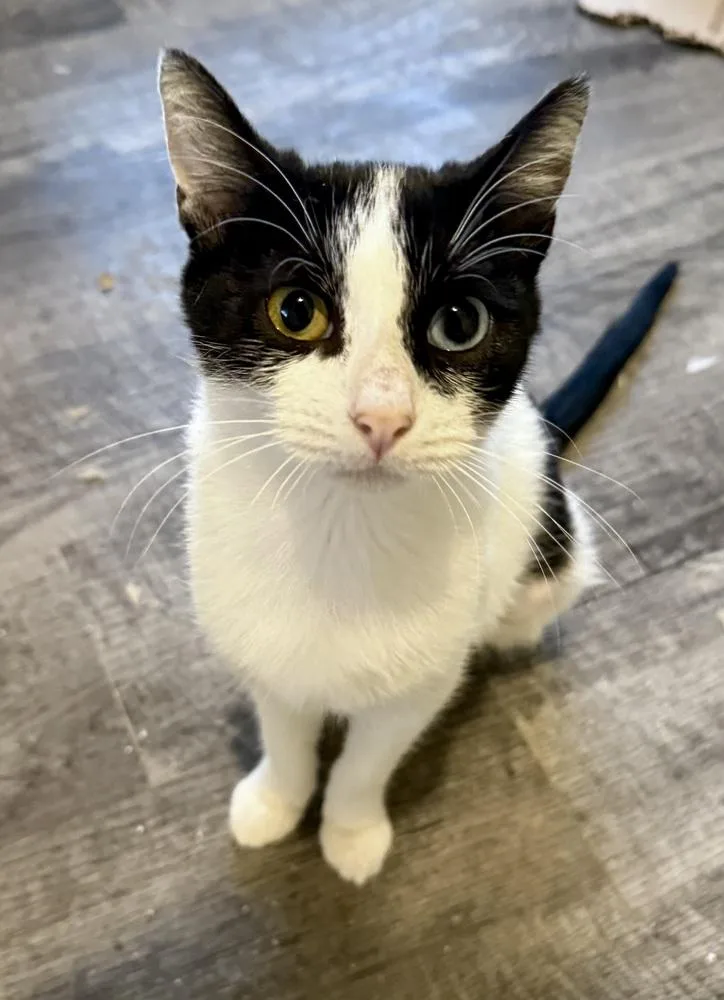 An adult medium-sized female Domestic Short Hair cat named Almond for adoption in tucson, AZ