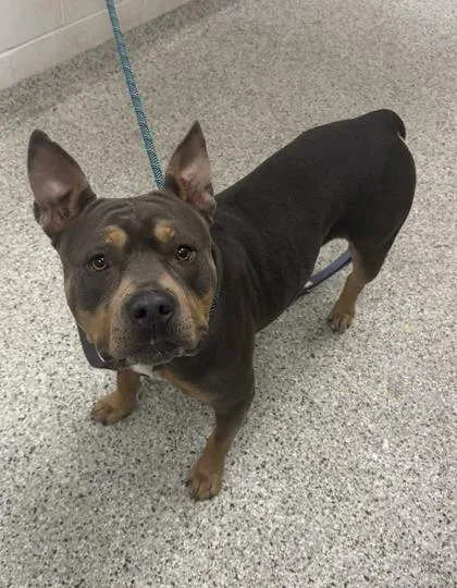 An adult large-sized female Gray / Blue / Silver Pit Bull Terrier dog named Chica for adoption in Kansas City, MO