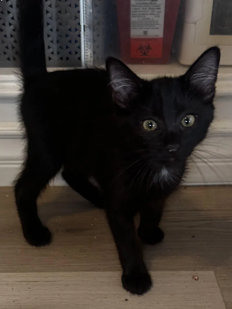 A young medium-sized male Black Domestic Short Hair cat named Prince Phillip for adoption in Seal Beach, CA