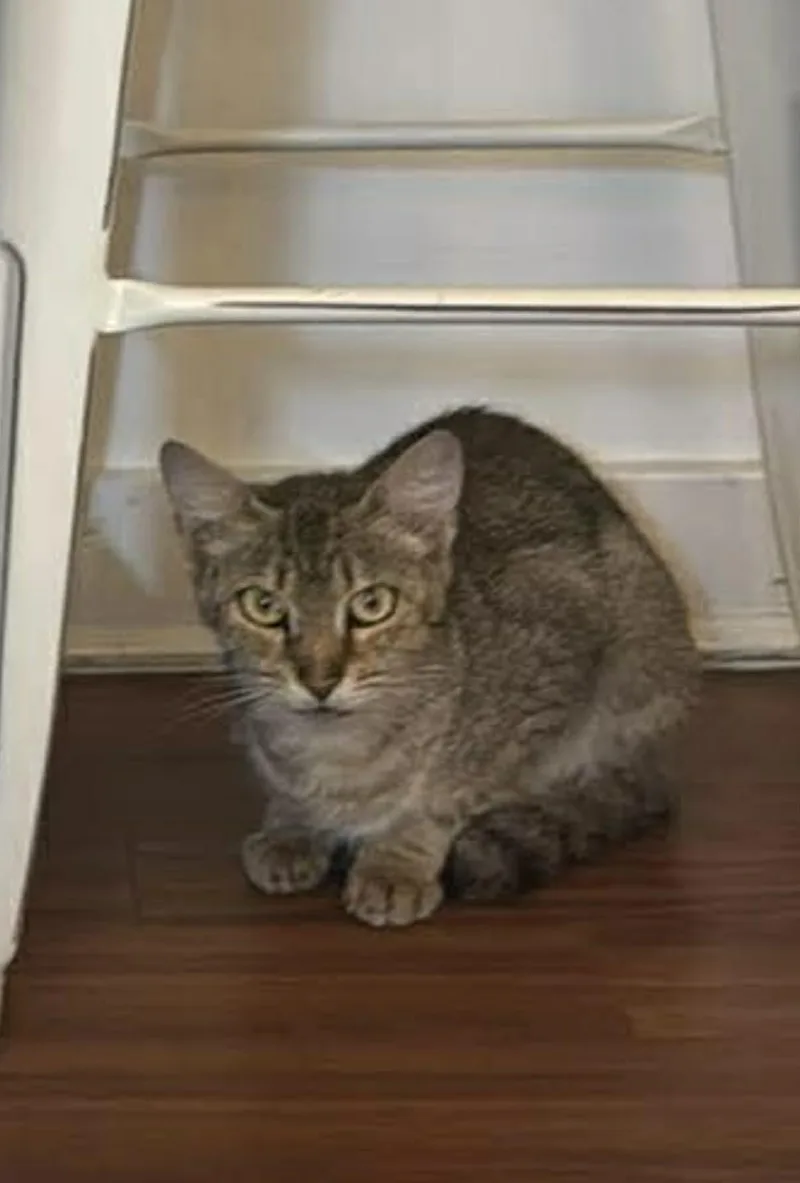 Nala