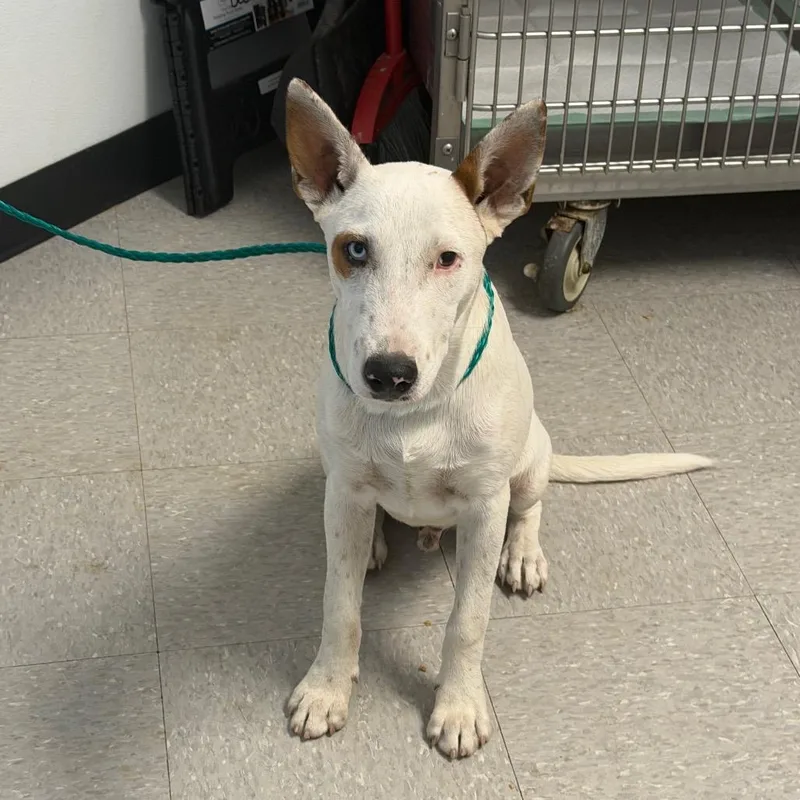 A young medium-sized male Bull Terrier dog named Conner for adoption in Bastrop, TX