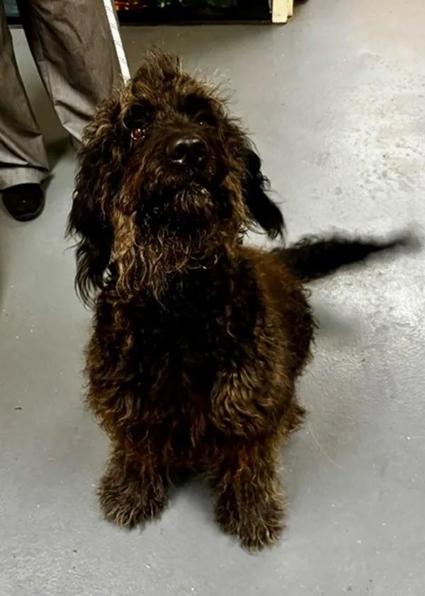 An adult large-sized female Labradoodle dog named Larkin for adoption in Dallas, GA