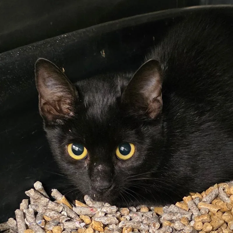 A baby small-sized female Black Domestic Short Hair cat named Spook for adoption in Bronson, FL