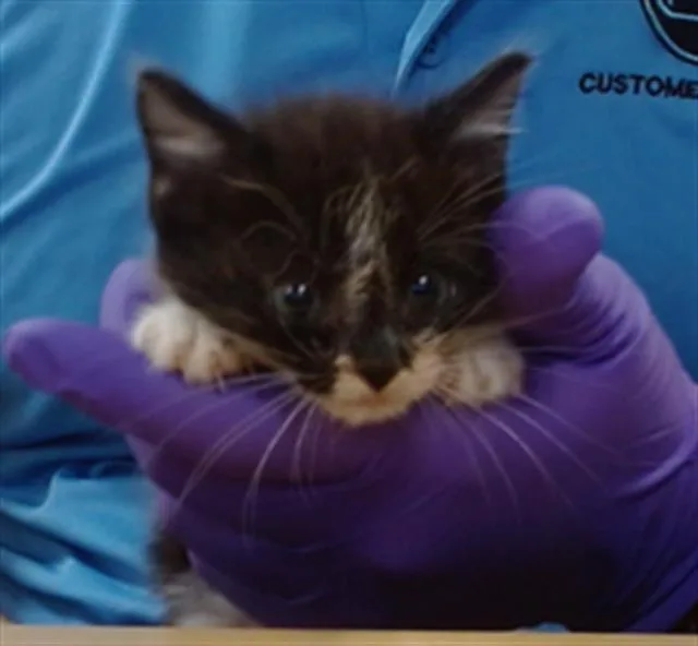 A baby small-sized female Domestic Short Hair cat named Uma for adoption in Miami, FL
