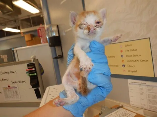 A baby small-sized male Domestic Short Hair cat named Tamale for adoption in San Jose, CA